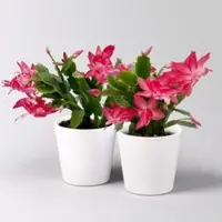 Pflanzen-Kölle Weihnachtskaktus, rosa, mit Übertopf Dallas weiß, Topf-Ø 12 cm, 2 Pflanzen
