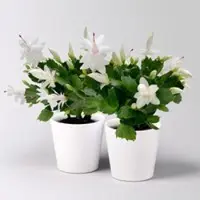 Pflanzen-Kölle Weihnachtskaktus, weiß, mit Übertopf Dallas weiß, Topf-Ø 12 cm, 2 Pflanzen