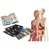 Clementoni Wissenschaftslabor Für Anatomie