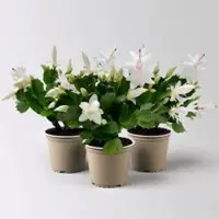 Pflanzen-Kölle Weihnachtskaktus, weiß, Topf-Ø 12 cm, 3 Pflanzen
