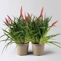 Pflanzen-Kölle Vrisea 'Astrid', rot, Topf-Ø 12 cm, Höhe ca. 35 cm, 2 Pflanzen