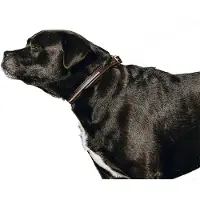 Equithème Max Führleine