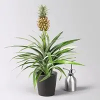 Pflanzen-Kölle Zierananas 'Amigo', im Übertopf Dallas anthrazit, Topf-Ø 12 cm, Höhe ca. 45 cm