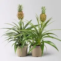Pflanzen-Kölle Zierananas 'Amigo', Topf-Ø 12 cm, Höhe ca. 45 cm, 2 Pflanzen