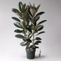 Pflanzen-Kölle Gummibaum 'Mandela', Topf-Ø 30 cm, Höhe ca. 120 cm, inkl. Bewässerungssystem