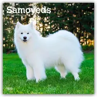 BrownTrout Samojeden-Kalender 2026