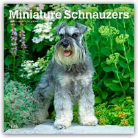 BrownTrout Zwergschnauzer Kalender 2026