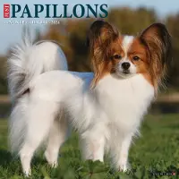 Sonstige Verlage Papillons 2026 Wall Calendar