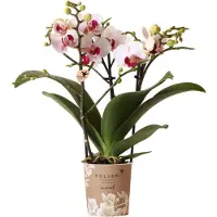 Everspring Weiße Phalaenopsis Orchidee Mineral Gibraltar Topfgröße 9cm Frisch Vom Züchter
