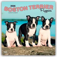 BrownTrout Boston Terrier Welpen Kalender 2026
