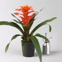 Pflanzen-Kölle Guzmanie 'Fiero', orange, Topf-Ø 12 cm, im Übertopf Dallas anthrazit