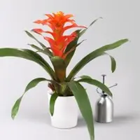 Pflanzen-Kölle Guzmanie 'Fiero', orange, Topf-Ø 12 cm, im Übertopf Dallas weiß