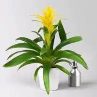 Pflanzen-Kölle Guzmanie 'Diana', gelb, Topf-Ø 12 cm, im Übertopf Dallas weiß, Höhe ca. 50 cm