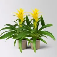 Pflanzen-Kölle Guzmanie 'Diana', gelb, Topf-Ø 12 cm, Höhe ca. 50 cm, 2 Pflanzen