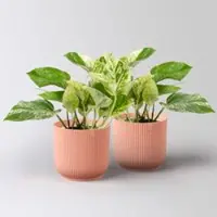Pflanzen-Kölle Efeutute 'Marble Queen', Topf-Ø 12 cm, inkl. Übertopf Vibes rosa, 2 Pflanzen