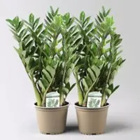 Pflanzen-Kölle Glücksfeder 'Lucky', Topf-Ø 14 cm, Höhe ca. 40 cm, 2 Pflanzen