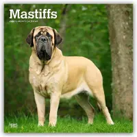 BrownTrout Englische Dogge Kalender 2026