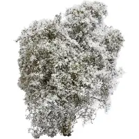 Busch 3585 Busk Forår Hvid, Blomstrende