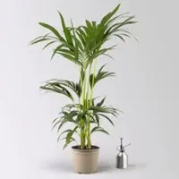 Pflanzen-Kölle Kentiapalme, Topf-Ø 18-20 cm, Höhe ca. 80-110 cm