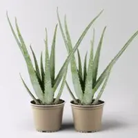 Pflanzen-Kölle Aloe vera, Topf-Ø 15 cm, Höhe ca. 35-50 cm, 2 Pflanzen