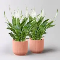 Pflanzen-Kölle Einblatt 'Bellini', weiß, Topf-Ø 13 cm, in Übertopf Vibes rosa, 2 Pflanzen