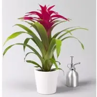 Pflanzen-Kölle Guzmania 'Deseo Pink', Topf-Ø 12 cm, mit Übertopf Dallas weiß, Höhe ca. 50 cm