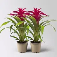 Pflanzen-Kölle Guzmania 'Deseo Pink', pink, Topf-Ø 12 cm, Höhe ca. 50 cm, 2 Pflanzen