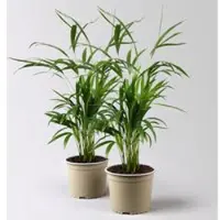 Pflanzen-Kölle Goldfruchtpalme, Topf-Ø 17 cm, Höhe ca. 60 cm, 2 Pflanzen