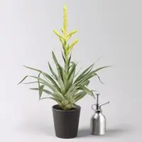 Pflanzen-Kölle Tillandsie oerstediana, gelb, im Übertopf Dallas anthrazit, Topf-Ø 12 cm