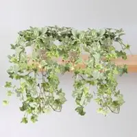 Pflanzen-Kölle Weißbunter Efeu, Topf-Ø 12/13 cm, 3 Pflanzen