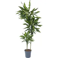 Plant in a Box Drachenbaum - Dracaena fragrans 'Cintho' - Höhe 140-150cm - 24cm
