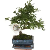Plant in a Box Bonsaibaume - Zelkova serrata - Höhe 20-25cm - 15cm