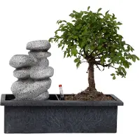 Plant in a Box Bonsai Ligustrum, Carmona, Ficus Retusa, Syzygium, Sageretia - Bonsai Wassersystem Steine