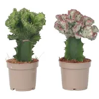 Plant in a Box Euphorbia Lactea Cristata, Euphorbia Lactea Frankii - 2er Mischung Sukkulenten