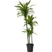 Plant in a Box Drachenbaum - Dracaena 'Lemon Lime' - Höhe 130-140cm - 24cm