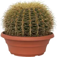 Plant in a Box Goldkugelkaktus - Echinocactus grusonii - Höhe 25-35cm - 25cm