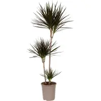 Plant in a Box Drachenbaum - Dracaena marginata - Höhe 110-130cm - 24cm