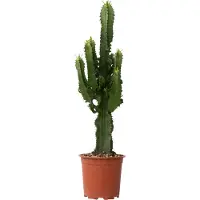 Plant in a Box Euphorbia ingens - Kandelaber Euphorbie Kaktus