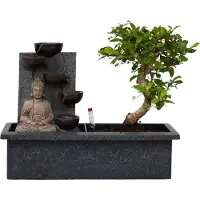 Plant in a Box Bonsaibaume - Bonsai - Höhe 25-35cm - 29cm
