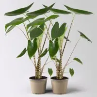 Pflanzen-Kölle Alocasia zebrina, Topf-Ø 14 cm, Höhe ca. 45 cm, 2 Pflanzen