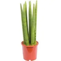 Pflanzen-Kölle Bogenhanf 'Straight', Topf-Ø 14 cm, Höhe ca. 50 cm