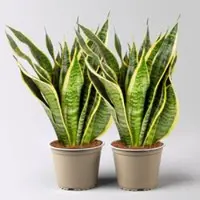 Pflanzen-Kölle Bogenhanf 'Superba', Topf-Ø 14 cm, Höhe ca. 45 cm, 2 Pflanzen