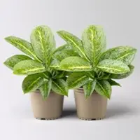 Pflanzen-Kölle Aglaonema 'Lemon Mint', gelb-grün, Topf-Ø 12 cm, Höhe ca. 35 cm, 2 Pflanzen