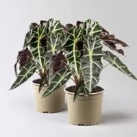 Pflanzen-Kölle Alocasia 'Polly', Topf-Ø 17 cm, Höhe ca. 45 cm, 2 Pflanzen