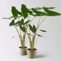Pflanzen-Kölle Alocasia zebrina, Topf-Ø 17 cm, Höhe ca. 60 cm, 2 Pflanzen