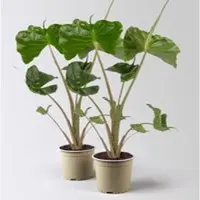 Pflanzen-Kölle Alocasia 'Stingray', Topf-Ø 17 cm, Höhe ca. 60 cm, 2 Pflanzen