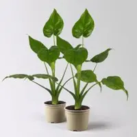Pflanzen-Kölle Alocasia cucullata, Topf-Ø 17 cm, Höhe ca. 65 cm, 2 Pflanzen