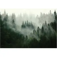 WALLARENA FOTOTAPETE Wald Nebel 300x210