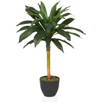 Hjh OFFICE Dracaena I