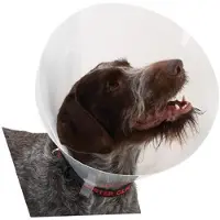 Buster Transparent Classic Collar - Größe 2
